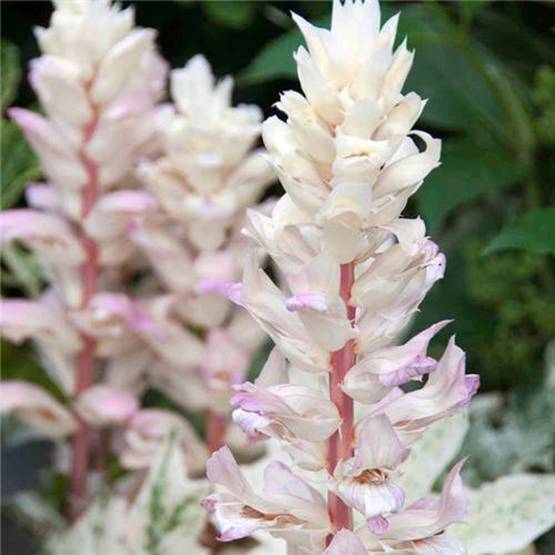 Acanthus -Whitewater-