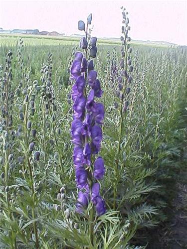 Aconitum napellus 