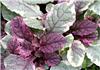 Ajuga reptans -Rainbow-