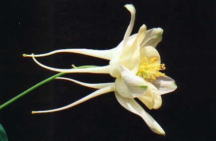 Aquilegia 'Kristall'