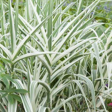 Arundo donax Variegatus