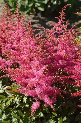 Astilbe Freya