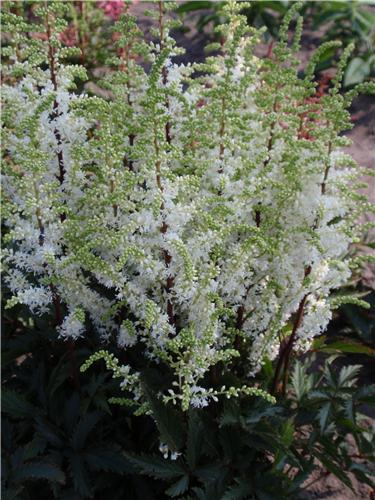 Astilbe Whiteberry