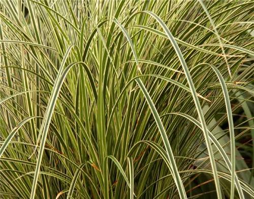 Carex brunnea Aureovariegata