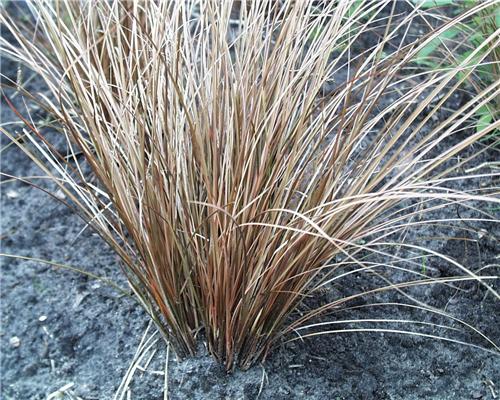 Carex flagalifera