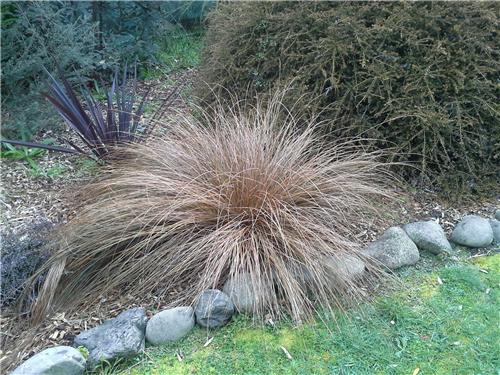 Carex flagellifera Bronze Form