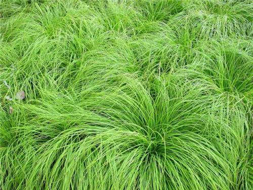 Carex montana