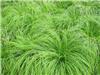 Carex montana