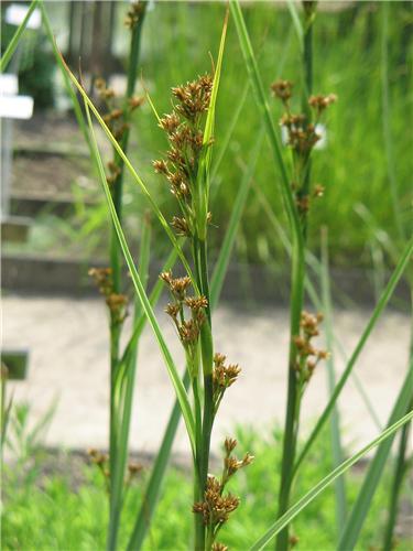 Cladium mariscus