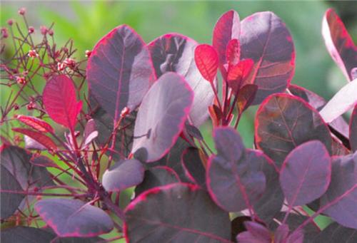 Cotinus coggygria -Lilla-