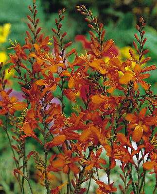 Crocosmia crocosmi