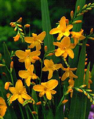 Crocosmia crocosmi