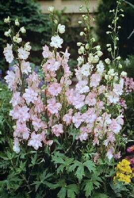 Delphinium Prinses Caroline