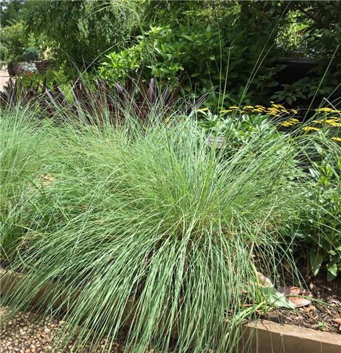 Eragrostis elliottii -Wind Dancer- - Plant Estate