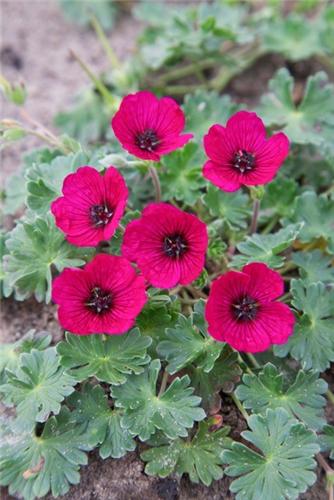 Geranium jolly jewel red