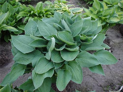 Hosta Fortunei Hya