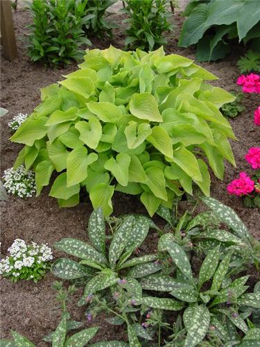 Hosta Gold Edger3