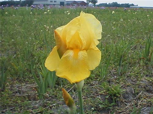 Iris (G) Berkeley 