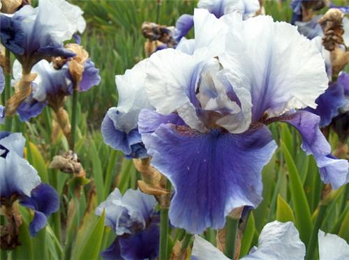 Iris (G) Blushes