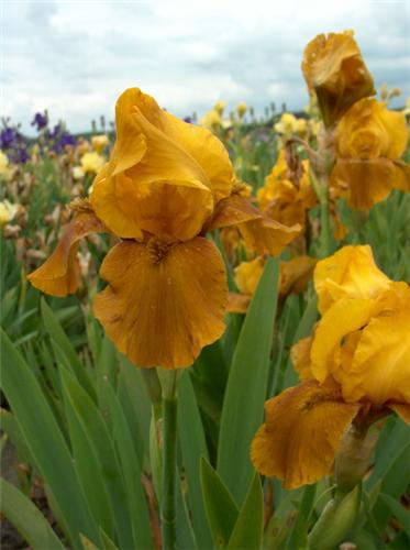 Iris (G) Bronzaire