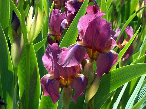 Iris (G) New Idea