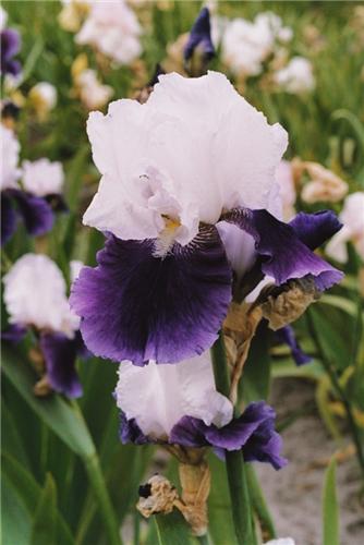 Iris (G) Snow Moun