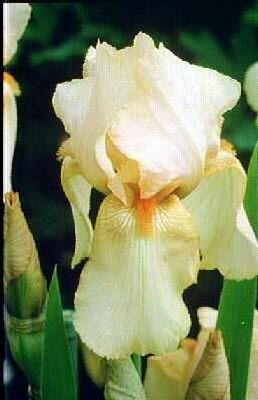 Iris (G) mme. fran