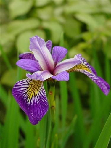 Iris (P) pseudacor