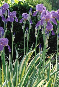 Iris pallida Varie
