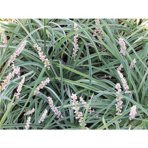 Liriope spicata Silver Dragon