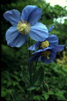 Meconopsis betonic