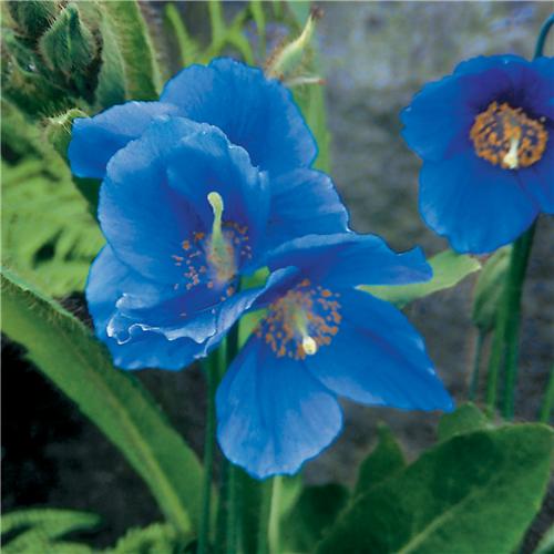 Meconopsis x sheldonii -Lingholm-