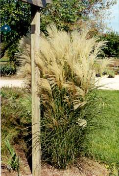 Miscanthus sin Gra