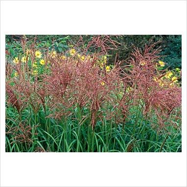 Miscanthus sin Rot