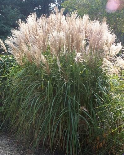 Miscanthus sinensi