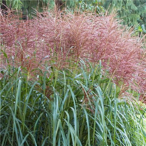 Miscanthus sinensis David