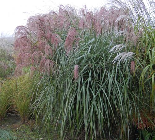 Miscanthus sinensis Makramee