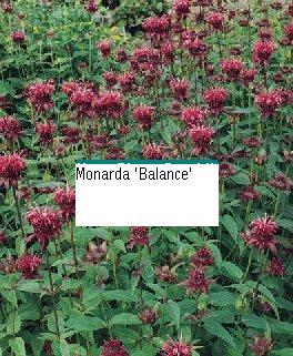 Monarda 'Balance'