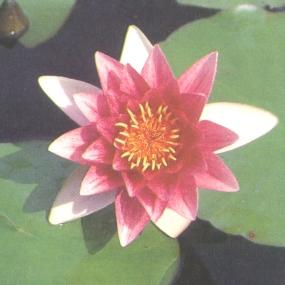 Nymphaea 'Escarbou