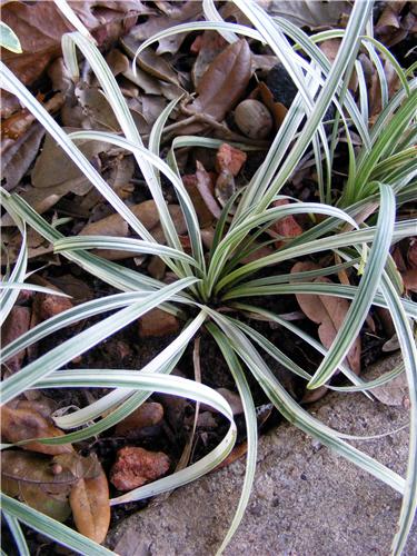 Ophiopogon japonicus Silver Dragon