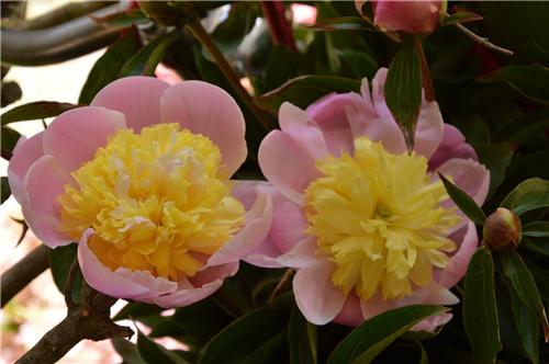 Paeonia Butter Bowl