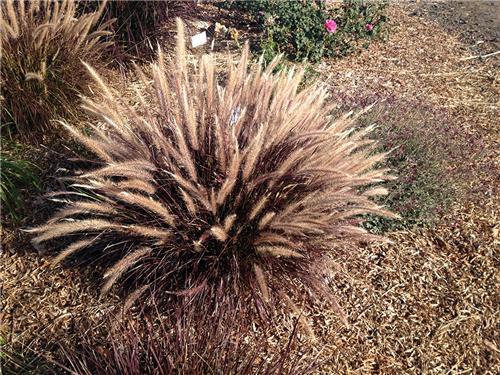 Pennisetum advena Red Riding Hood