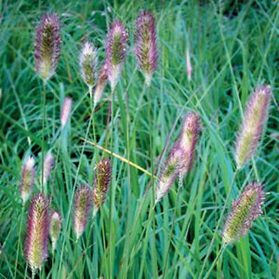 Pennisetum messiacum Red Buttons