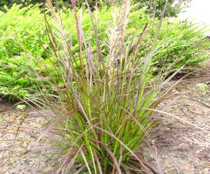 Pennisetum setaceu