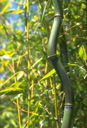 Phyllostachys aureosulcata Alata