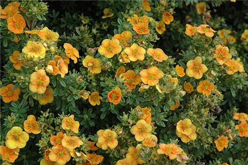 Potentilla f. -Mango Tango-