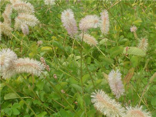 Sanguisorba albiflora