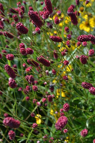 Sanguisorba tenuifolia Pieters