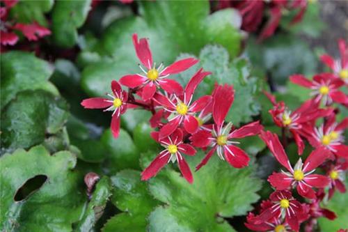 Saxifraga cortusifolia -Beni Tsukasa-