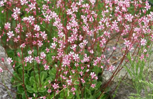 Saxifraga umbrosa -Clarence Elliott-